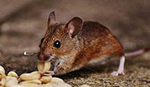 24 Hour & Emergency Exterminators in Siletz, OR